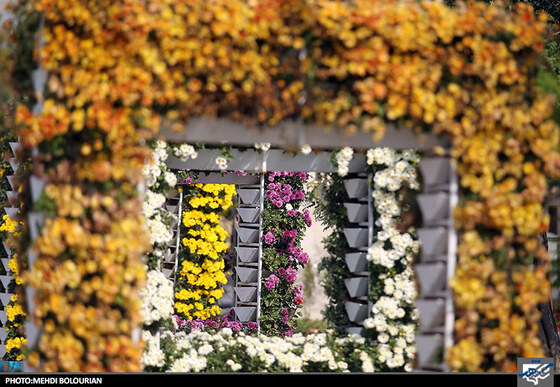 جشنواره گل های داوودی