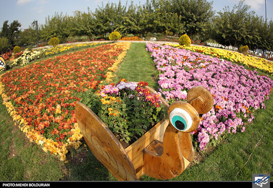 جشنواره گل های داوودی