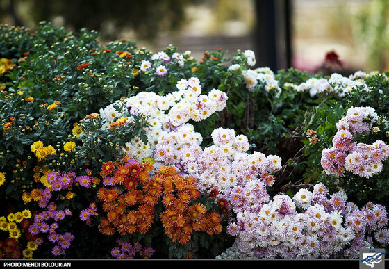 جشنواره گل های داوودی