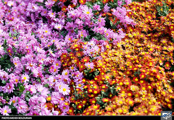 جشنواره گل های داوودی