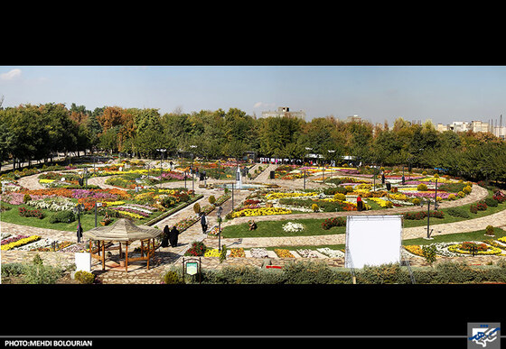 جشنواره گل های داوودی