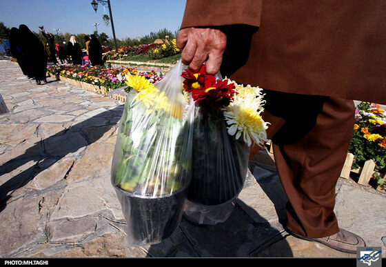  جشنواره گل های داوودی در باغ گیاه شناسی مشهد