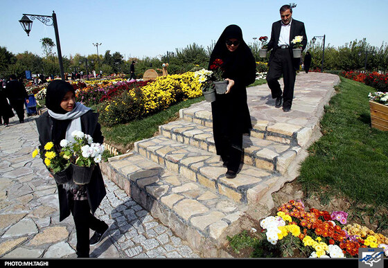  جشنواره گل های داوودی در باغ گیاه شناسی مشهد