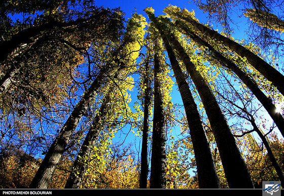 پاییز در کنگ