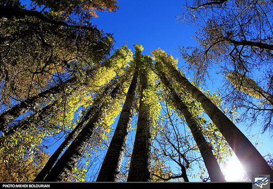 پاییز در کنگ