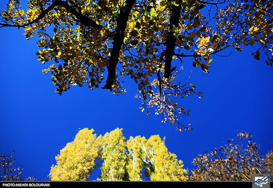 پاییز در کنگ