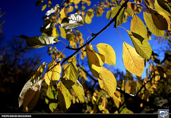 پاییز در کنگ