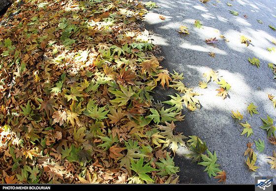 پاییز در کنگ