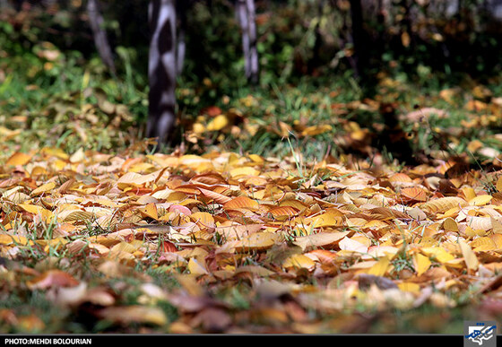 پاییز در کنگ