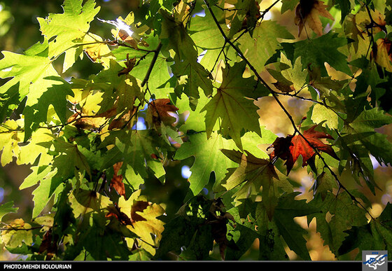 پاییز در کنگ