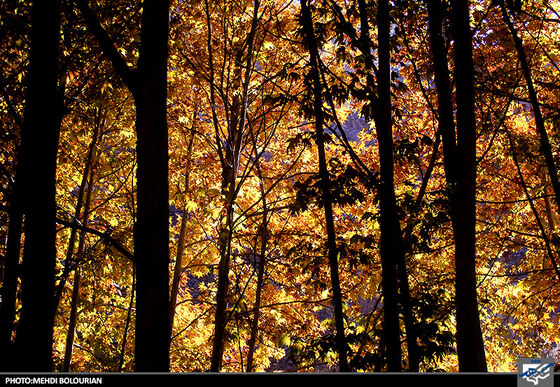 پاییز در کنگ