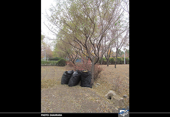 باغبانان شرقی در بوستان جنگلی شاهد