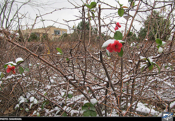 بارش برف سبک پاییزی پنج شنبه چهاردهم آذر شروع صبح بوستان شاهد