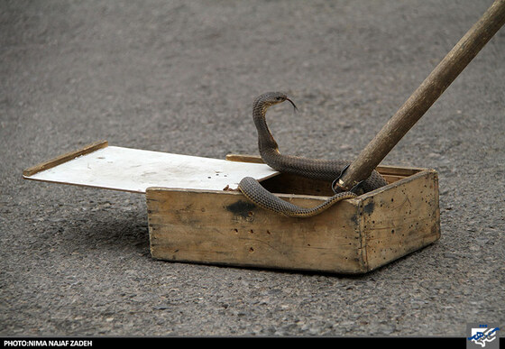 شکار مار کبری