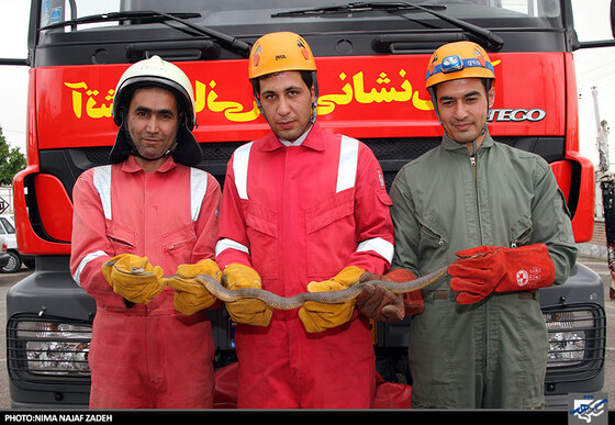 شکار مار کبری
