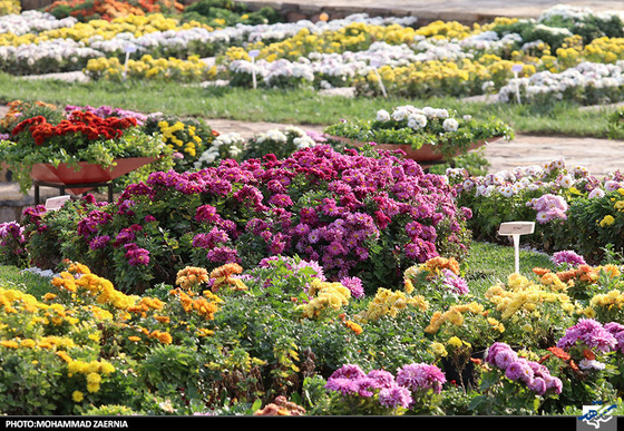 افتتاح جشنواره گل های داوودی