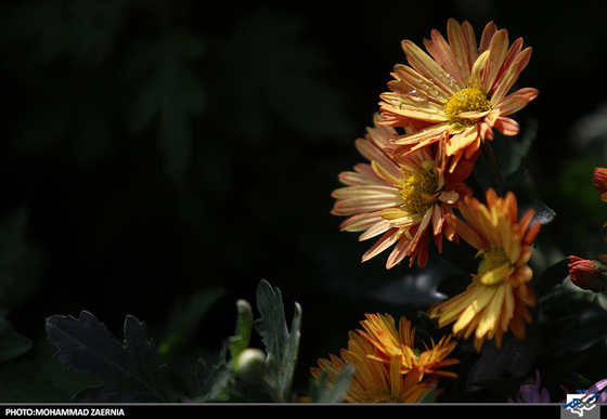 افتتاح جشنواره گل های داوودی