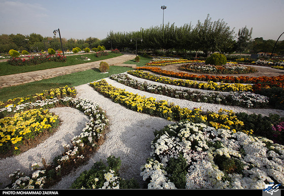 افتتاح جشنواره گل های داوودی