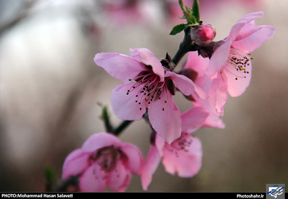 گزارش تصویری : طبیعت بهاری مشهد | عکاس : محمد حسن صلواتی