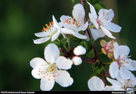 گزارش تصویری : طبیعت بهاری مشهد | عکاس : محمد حسن صلواتی