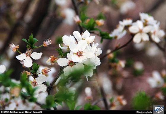 گزارش تصویری : طبیعت بهاری مشهد | عکاس : محمد حسن صلواتی