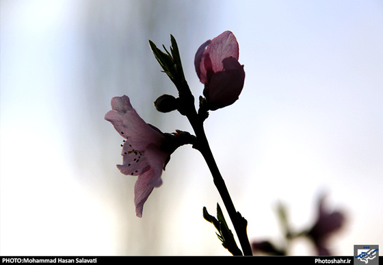 گزارش تصویری : طبیعت بهاری مشهد | عکاس : محمد حسن صلواتی