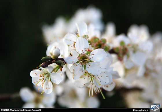 گزارش تصویری : طبیعت بهاری مشهد | عکاس : محمد حسن صلواتی