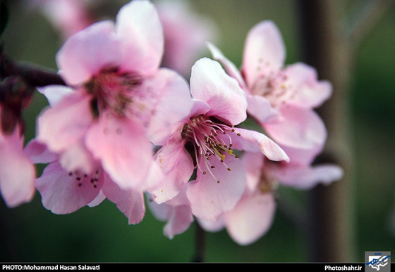 گزارش تصویری : طبیعت بهاری مشهد | عکاس : محمد حسن صلواتی