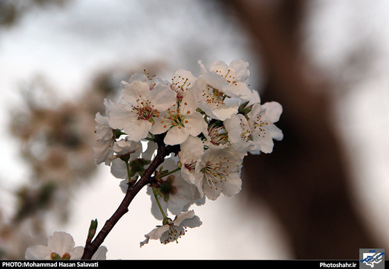 گزارش تصویری : طبیعت بهاری مشهد | عکاس : محمد حسن صلواتی