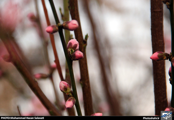 گزارش تصویری : طبیعت بهاری مشهد | عکاس : محمد حسن صلواتی