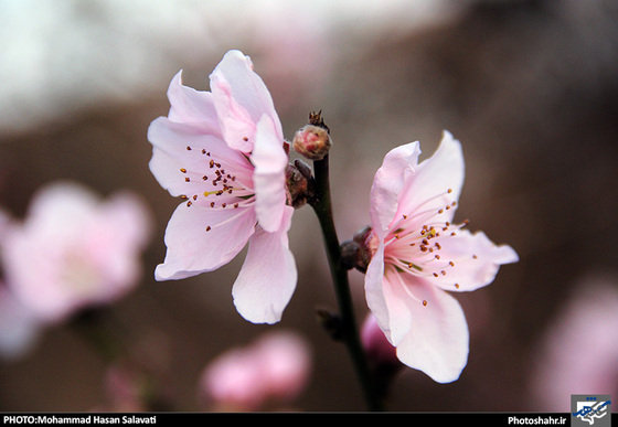 گزارش تصویری : طبیعت بهاری مشهد | عکاس : محمد حسن صلواتی