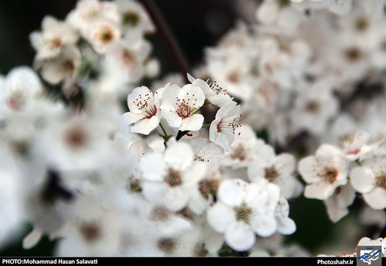 گزارش تصویری : طبیعت بهاری مشهد | عکاس : محمد حسن صلواتی