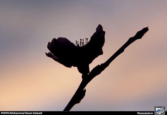 گزارش تصویری : طبیعت بهاری مشهد | عکاس : محمد حسن صلواتی