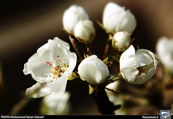 گزارش تصویری : طبیعت بهاری مشهد | عکاس : محمد حسن صلواتی