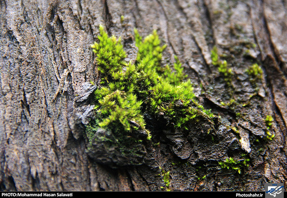 گزارش تصویری : طبیعت بهاری مشهد | عکاس : محمد حسن صلواتی