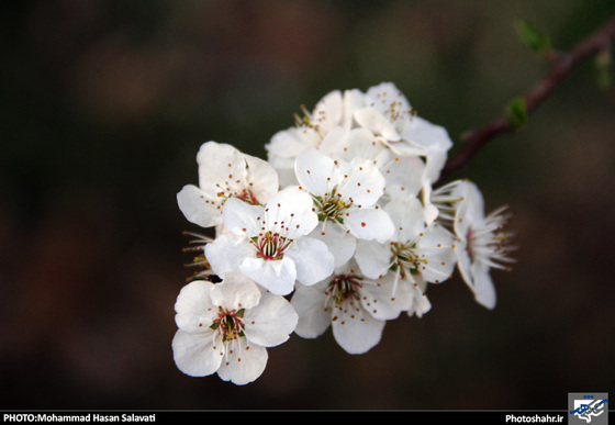 گزارش تصویری : طبیعت بهاری مشهد | عکاس : محمد حسن صلواتی