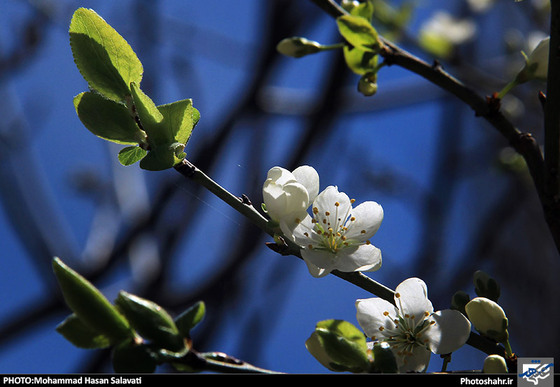 گزارش تصویری : طبیعت بهاری مشهد | عکاس : محمد حسن صلواتی