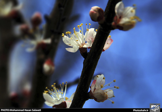 گزارش تصویری : طبیعت بهاری مشهد | عکاس : محمد حسن صلواتی