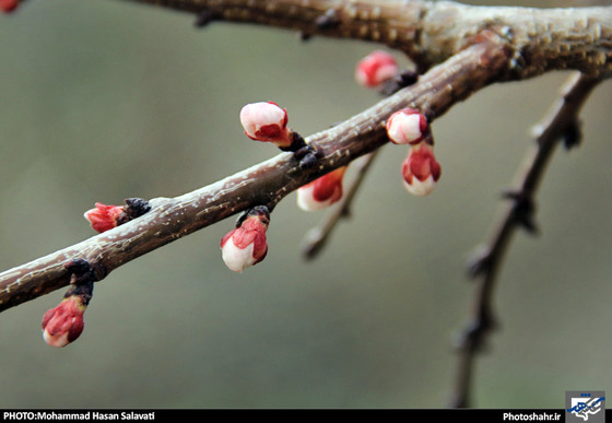 گزارش تصویری : طبیعت بهاری مشهد | عکاس : محمد حسن صلواتی