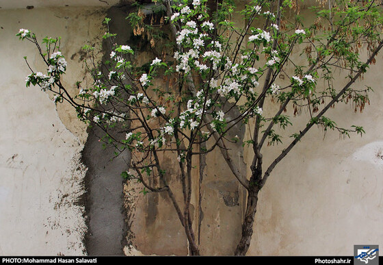 گزارش تصویری : طبیعت بهاری مشهد | عکاس : محمد حسن صلواتی