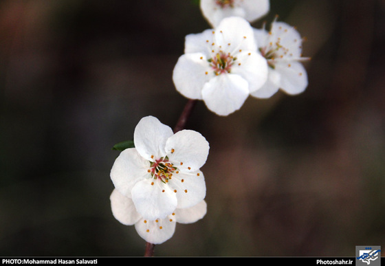 گزارش تصویری : طبیعت بهاری مشهد | عکاس : محمد حسن صلواتی