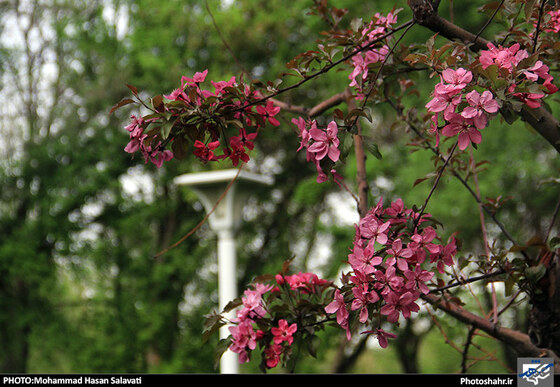 گزارش تصویری : طبیعت بهاری مشهد | عکاس : محمد حسن صلواتی