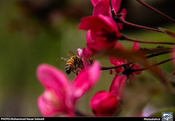 گزارش تصویری : طبیعت بهاری مشهد | عکاس : محمد حسن صلواتی