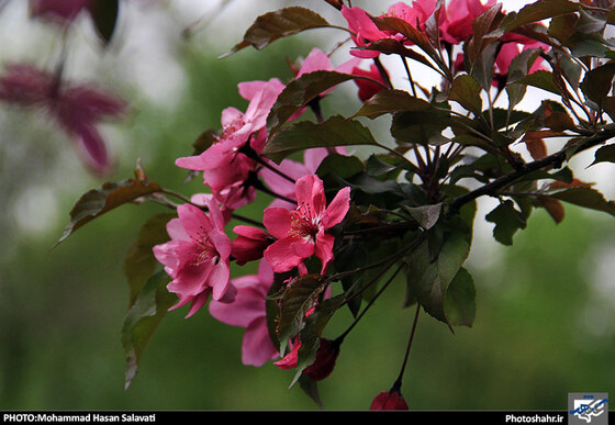 گزارش تصویری : طبیعت بهاری مشهد | عکاس : محمد حسن صلواتی
