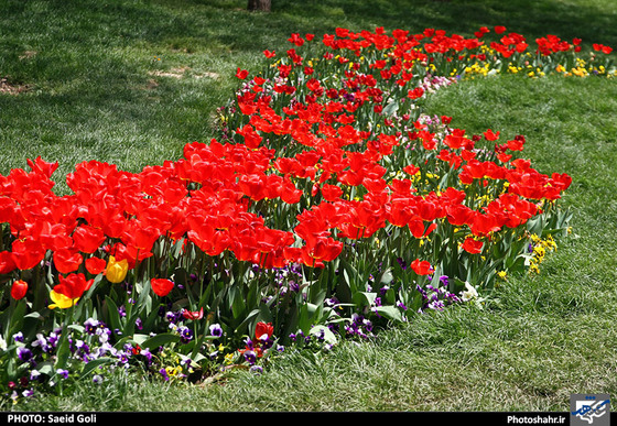 گزارش تصویری | جشنواره گل های پیازی در مشهد ، عکاس : سعید گلی