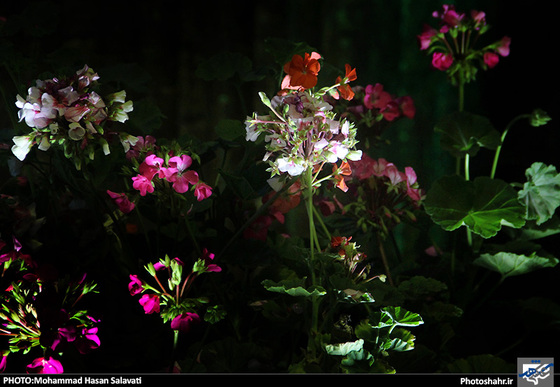 گزارش تصویری | چهاردهمین نمایشگاه بین المللی گل و گیاه، ابزار و ادوات باغبانی مشهد | عکاس : محمد حسن صلواتی