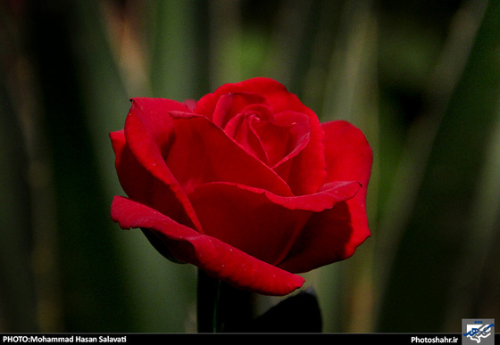 گزارش تصویری | چهاردهمین نمایشگاه بین المللی گل و گیاه، ابزار و ادوات باغبانی مشهد | عکاس : محمد حسن صلواتی