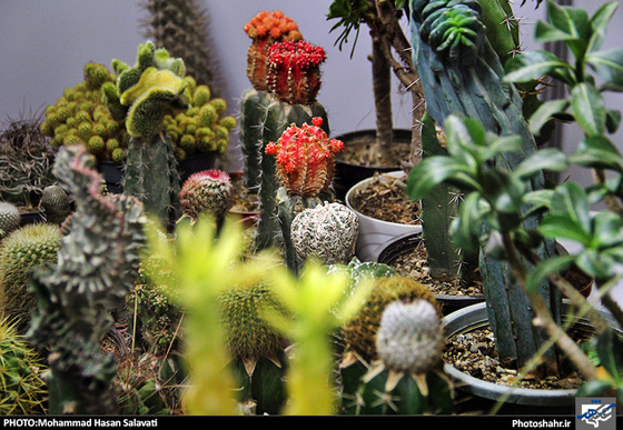 گزارش تصویری | چهاردهمین نمایشگاه بین المللی گل و گیاه، ابزار و ادوات باغبانی مشهد | عکاس : محمد حسن صلواتی