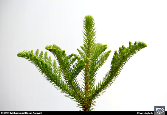 گزارش تصویری | چهاردهمین نمایشگاه بین المللی گل و گیاه، ابزار و ادوات باغبانی مشهد | عکاس : محمد حسن صلواتی