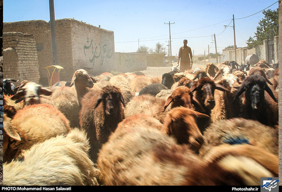 گزارش تصویری | گروه جهادی ساجدین در روستا کلات سید | عکس :محمد حسن صلواتی /شهرآرا